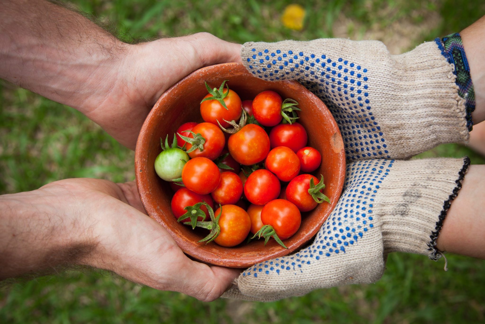 photo of hands sharing bowl of fresh cherry tomatoes