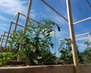 tomatoes growing on a homemade trellis in a community garden
