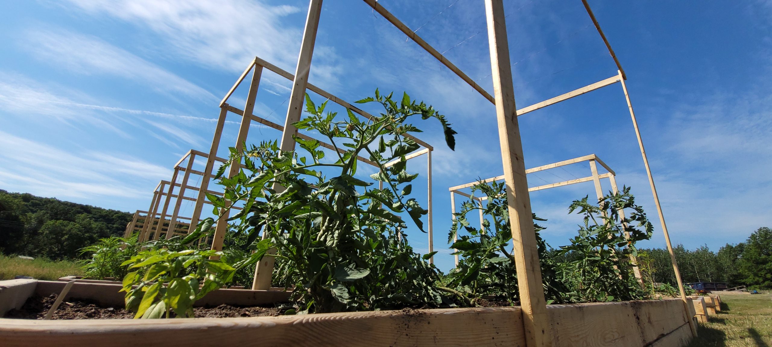 tomatoes growing on a homemade trellis in a community garden
