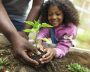 Father and daughter planting pepper seedling in vegetable garden