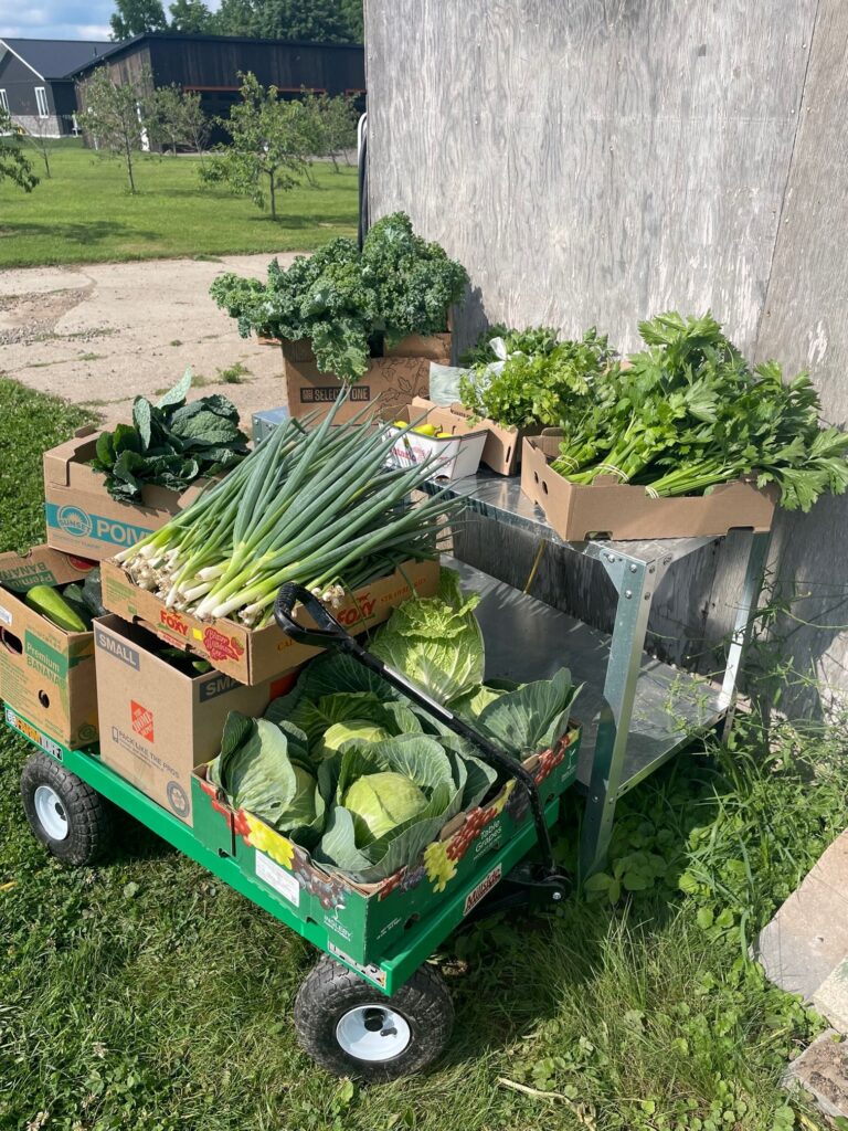 Vegetables harvested from the Vineland Garden Hub for local fresh food markets.